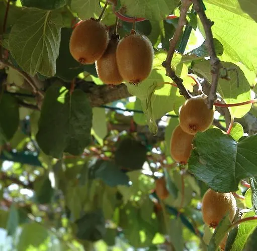 Apartman Buba Medulin